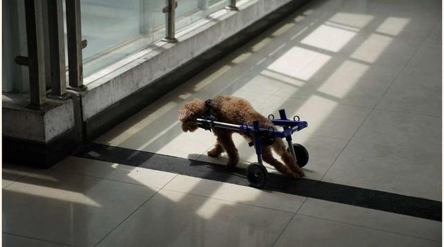 FOTO 3 | Ahora bien, su popularidad todavía es reducida y la gran mayoría de especialistas en dicha técnica van a China.