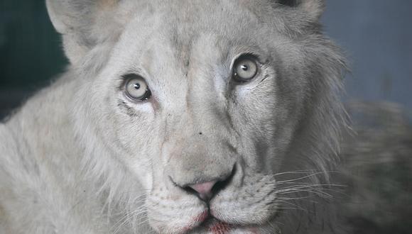 Primer plano del rostro de un león sudafricano. (Foto: AFP)