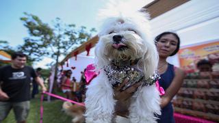 San Isidro dice que multas es para evitar maltrato de perros