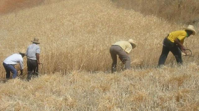 De 2000 a 2012, cuando se registró un aumento anual promedio del 2.6% en la producción de cereales en los países de bajos ingresos, la pobreza y la desnutrición se redujo en un 2.7% por año. (Foto: USI)