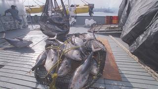 Producción de atún en Perú creció 5,600% en los últimos 12 años, afirma la CPA