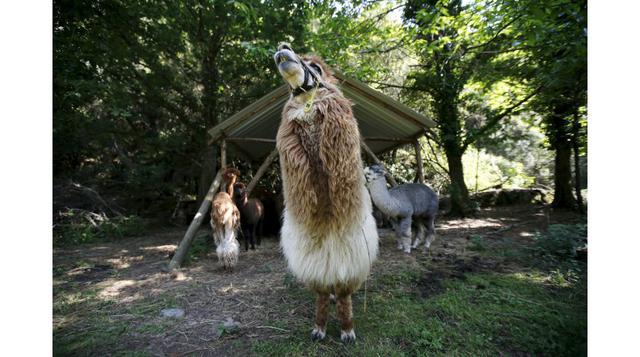 Además de ser una productora de lana, Monte Frío Alpaca es una atracción turística.