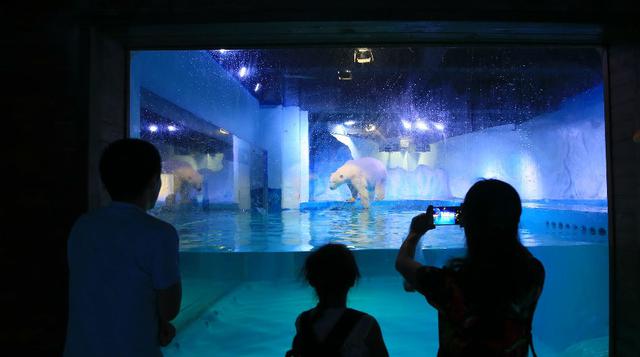 El oso, llamado Pizza, es uno de los 500 animales que viven en un centro comercial de la ciudad de Guangzhou, en el sur de China, y que las organizaciones de defensa de animales están pidiendo clausurar (foto: AFP).