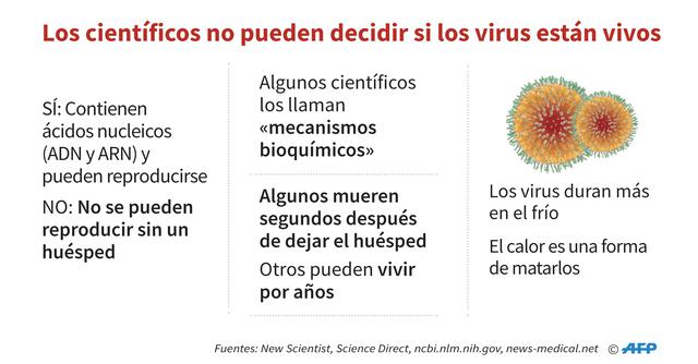FOTO 4 | Los científicos no pueden decidir si los
virus están vivos. SÍ: Contienen ácidos nucleicos
(ADN y ARN) y pueden reproducirse. NO: No se pueden
reproducir sin un huésped.