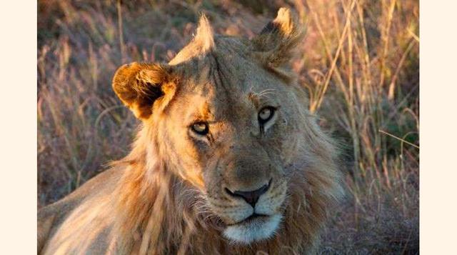 La Reserva Madikwe se localiza a solo tres o cuatro horas de Pretoria y Johannesburgo. Es uno de los destinos principales para realizar safaris, dado su gran variedad de ecosistemas. Dispone de excelentes hoteles. (Foto: msn)
