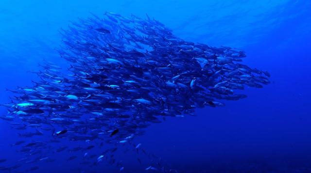 Rangiroa es un gran atolón en forma de anillo situado en la Polinesia Francesa, conocido por las ostras que producen perlas negras. También cuenta con una de las mejores prácticas de buceo del mundo, y los visitantes pueden ver delfines, mantarrayas, tort