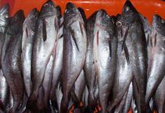Suspenden pesca de merluza por 6 semanas para proteger actividad reproductiva
