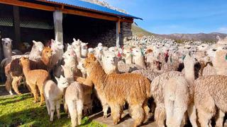 Inauguran cobertores en Laraos-Yauyos para reducir mortandad de alpacas 