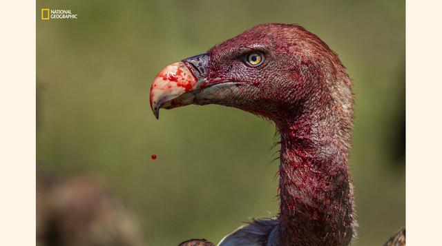 Buitre sangriento. (Foto: Charlie Hamilton James / National Geographic)