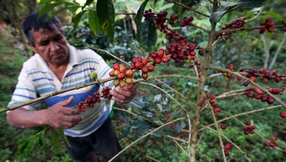 El café es uno de los productos con mayor superficie cultivada de manera orgánica en el país. (Foto: Andina)