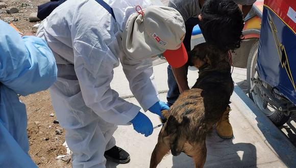 Actualmente, los casos de rabia urbana transmitida por perros se encuentran focalizados en la región sur del país. (Foto: Geresa)