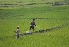 Alrededor de 250 mil agricultores están inscritos en padrón del Midagri