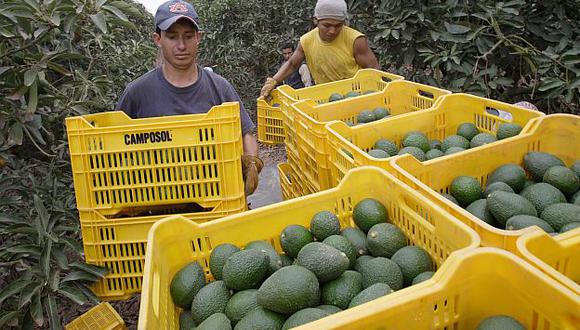 El consumo de palta hass en Estados Unidos crece a una tasa de entre el 6% y 7% al año. (Richard Hirano)