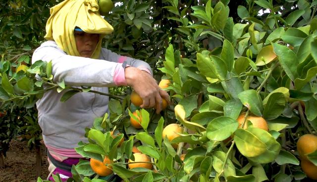 Foto 5 | (Foto: Senasa)