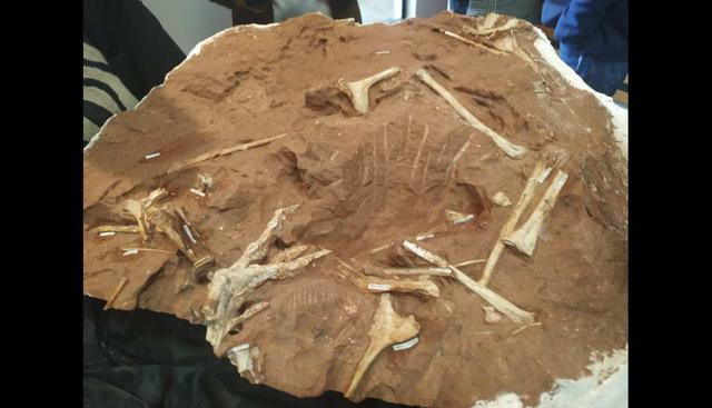 Un tipo de dinosaurio carnívoro desconocido hasta ahora de un metro y medio fue hallado en Brasil. (Foto: AFP)