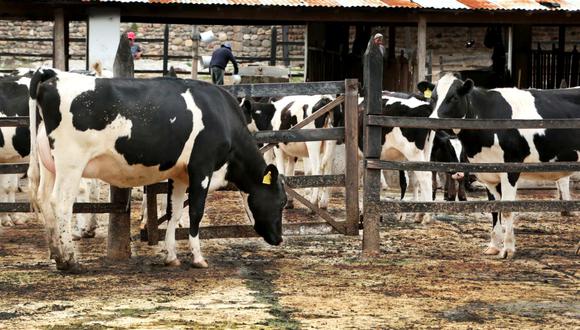 “Las grandes empresas se encuentran en una posición de dominio frente a los pequeños ganadero", sostiene Agalep. (Foto: GEC)