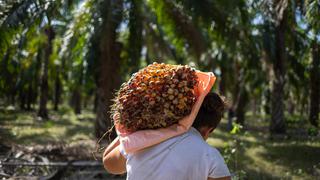 Palma aceitera: productores elevarían envíos a Colombia ante panorama incierto en mercado local