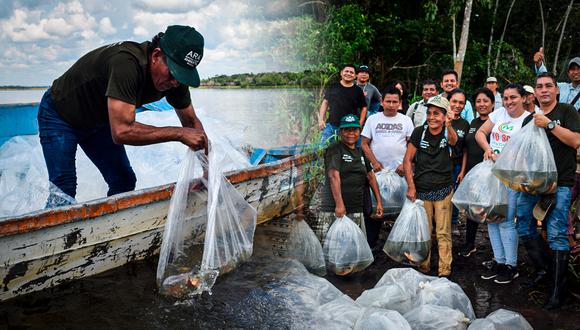 Se espera que la población continúe preservando las especies y realice una pesca sostenible en Yarinacocha. Foto: composición de Gestión / ARA