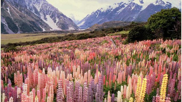 En Te Wahipounamu en la Isla Sur de Nueva Zelanda se encuentran los glaciares más grandes del país y está conformado por cuatro parques nacionales. (Foto: worldtravel)
