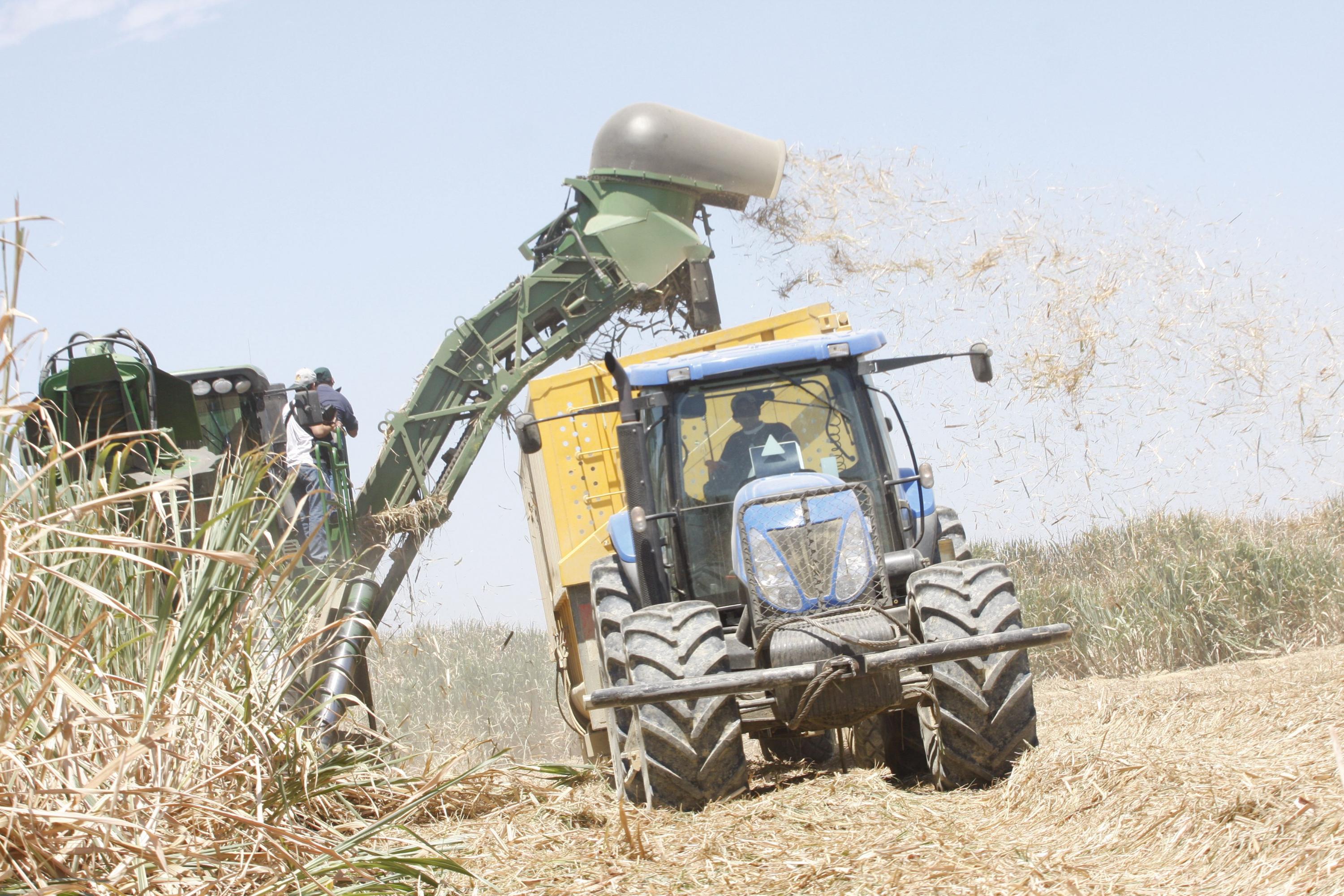 Perú cuenta con 160 mil hectáreas de cultivo de caña de azúcar.