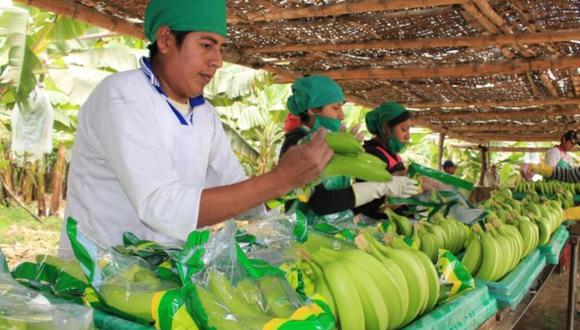 Cada año se cosechan unas 200,000 toneladas de banano orgánico en el país.