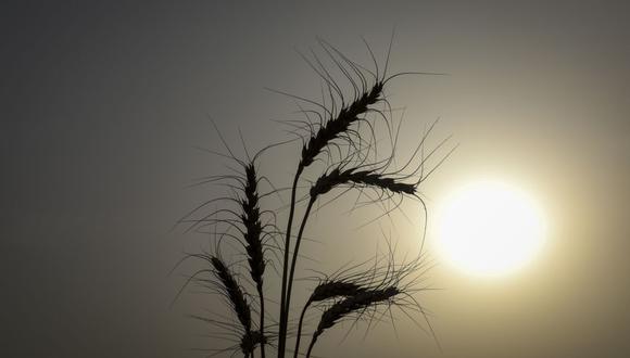 Espigas de trigo creciendo en un campo en silueta contra el sol. Fotógrafo: Bloomberg Creative Photos/Bloomberg Creative Collection
