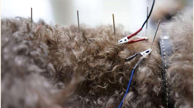 FOTO 8 | Detalle del tratamiento realizado a un perro.