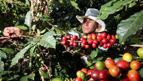 Foto 6 | Junín. En el tercer trimestre del presente año, la producción aumentó en 5.3% principalmente por el subsector minero debido a la mayor extracción de cobre y molibdeno de la minera Chinalco Perú. Asimismo, el sector Construcción se vio impulsado por la mayor inversión en obras viales y de infraestructura en los tres niveles de gobierno; y el subsector agrícola creció por el aumento de la producción de café, piña y cacao, entre otros. (Foto: Andina)