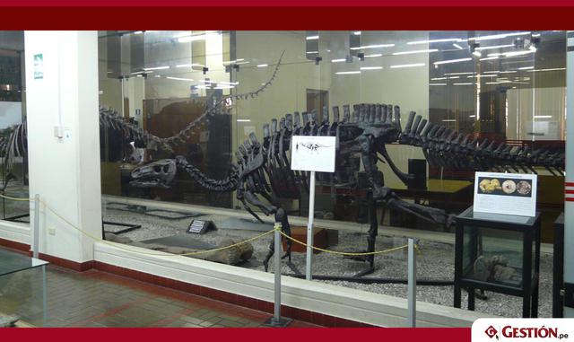 Museo de Historia Natural "Vera Alleman Haeghebaert" Está ubicado en Surco, en la  Av. Benavides N° 5440 y cuenta con un horario de atención de  Lunes a Domingo de 09:00 a.m. a 4:00 p.m.