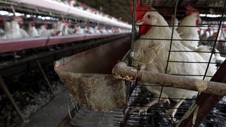Gripe aviar: 18 preguntas y respuestas sobre la enfermedad que sigue presente en el Perú