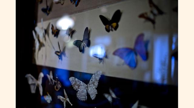 Colección de mariposas en una de las paredes de la casa del poeta ganador del Premio Nobel Pablo Neruda, en Isla Negra (Chile). (Foto: AP)