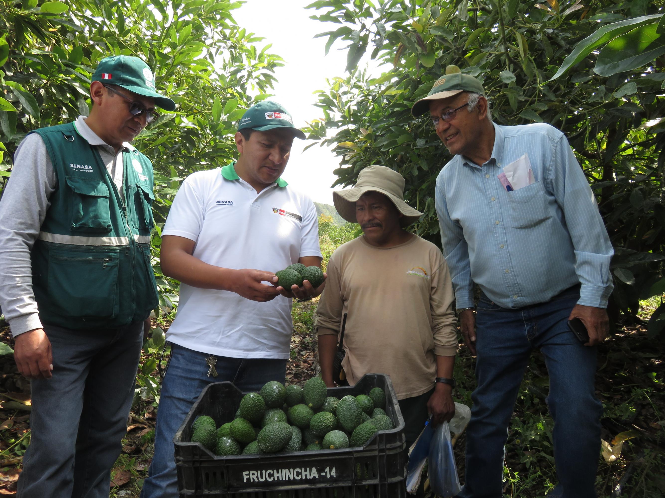 Limatambo es el distrito productor de paltas Hass más importante de la región Cusco, con 15 sectores y 225 productores. (Foto: Senasa)