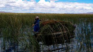 Holanda comprará totora del lago Titicaca para productos vitivinícolas y artesanías