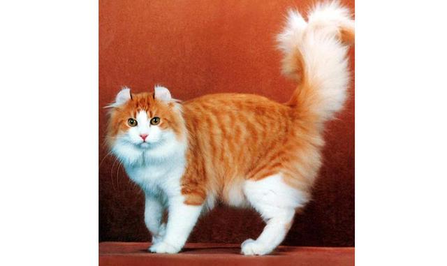 Curl Americano. Esta raza de gatos fue creada en California en 1981. Los gatitos recién nacidos son difíciles de distinguir de los gatos comunes, pero en el décimo día de su vida, sus orejas empiezan a enrollarse hacia atrás tal como cuernitos. Esta pecul