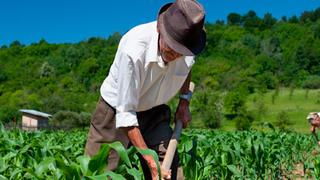 ¿Está de acuerdo con que la nueva remuneración en el sector agrario sea de S/ 64.98 por día?