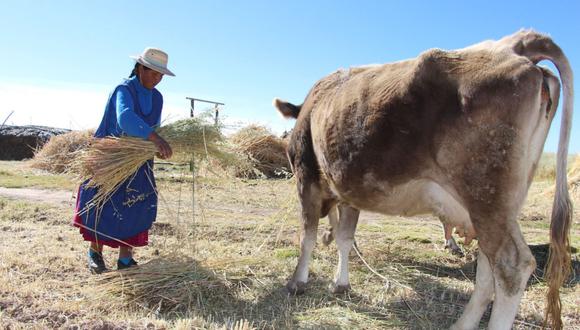 Midagri presentará decreto de urgencia al Consejo de Ministro para autorizar recursos a fin de apoyar a ganaderos del sur que serían afectados por sequías ante El Niño. (Foto: Andina)