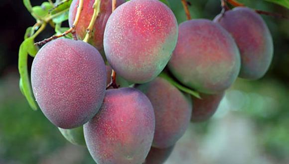 INIA mejoró la calidad y productividad del mango de exportación de Piura, a través de acciones de transferencia tecnológica a pequeños y medianos productores del Centro Poblado del Valle de los Incas, en Tambogrande. (Foto: Difusión)