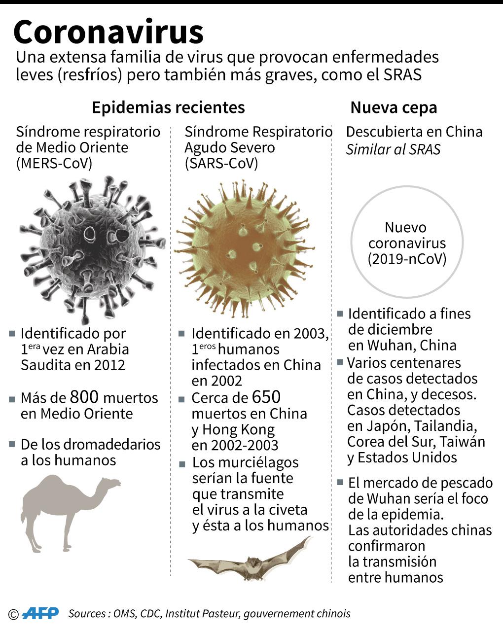 Datos sobre los coronavirus, virus que padecen los animales y pueden transmitirse a los humanos. Se identificó en Wuhan, China, una nueva cepa de este virus. (AFP)
