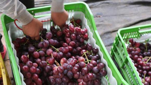 El Pedregal comienza las cosechas de uva de mesa en Piura y luego sigue en Ica. (Foto: Minagri)