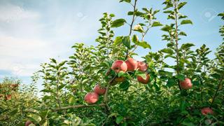 Sierra Exportadora promueve el cultivo de nuevas variedades de manzana