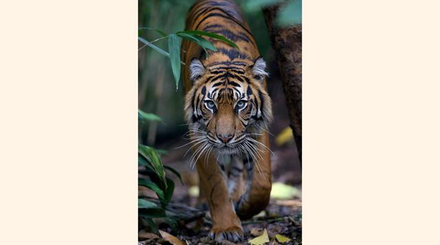 Melbourne Zoo,  Melbourne, Australia. “Buenisimo”