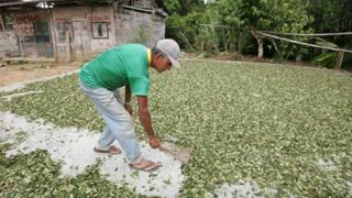 ONU: Perú desplaza a Colombia en 2012 como mayor cultivador de hoja de coca en el mundo