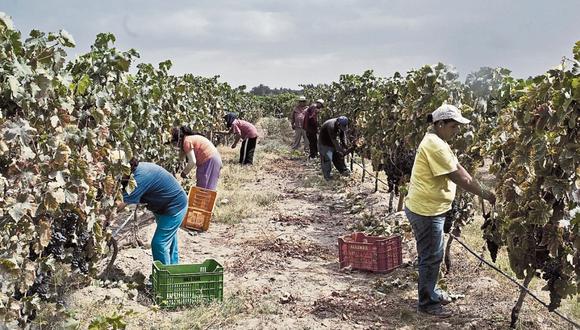 Según la Cámara de Comercio de Ica, son aproximadamente 200 agroexportadoras las que están apostadas en la región. FOTO: KAREN ZARATE / EL COMERCIO