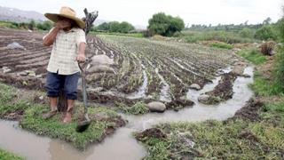 El Niño Costero: Pérdidas para el agro y la ganadería superan los S/ 2,100 millones