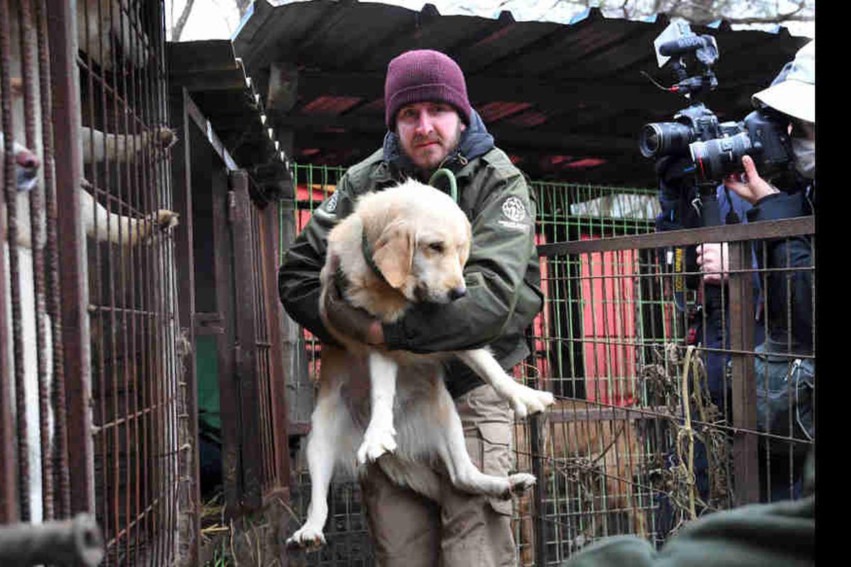 son perros considerados ganado en corea del sur