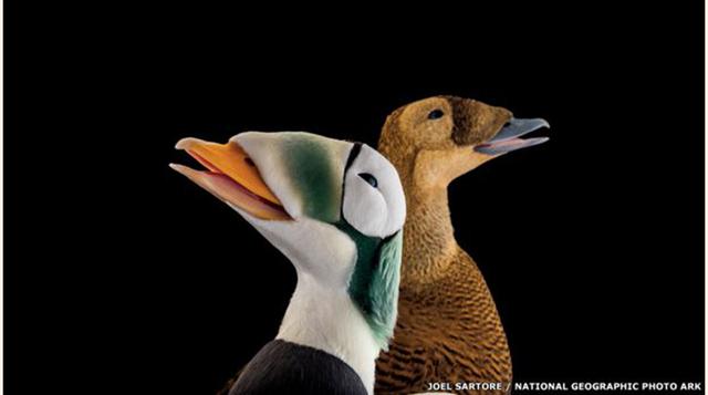 El eider de anteojos desciende en la costa de Alaska y Siberia durante la primavera para alimentarse. Esta población se ha reducido 96% y es objeto de una investigación de conservación. ( Foto: bbc)