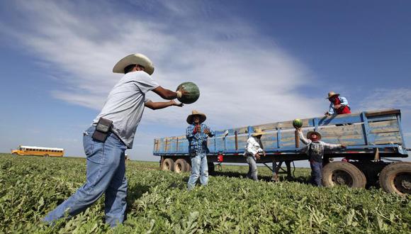 Trabajadores migrantes recolectan sandía y la pasan a un camión en Coyanosa, Texas (Foto: AP)