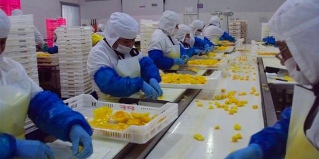 FOTO 4 | La empresa Phoenix Food, que se encarga de la venta y exportación de frutas y hortalizas, anunció un incremento de la capacidad de su planta en un 50% con el objetivo de instalar nueva tecnología, según dijo Oscar Rizo Patrón, CEO de Phoenix Foods. (Foto: Phoenix Food)