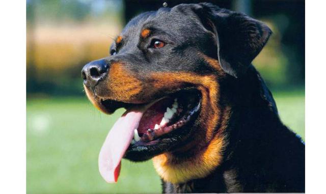 Impuesto por tener un perro. Un reporte de la revista Semana de Colombia refiere que a partir del próximo año la alcaldía de Sant Feliu de Llobregat (localidad catalana) cobrará entre 15 y 35 euros a las personas que tengan un perro. El objetivo es manten