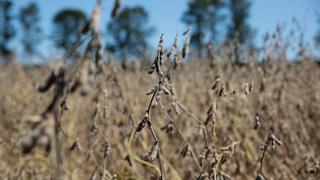 La Niña impide que Brasil alcance cosecha récord de soja